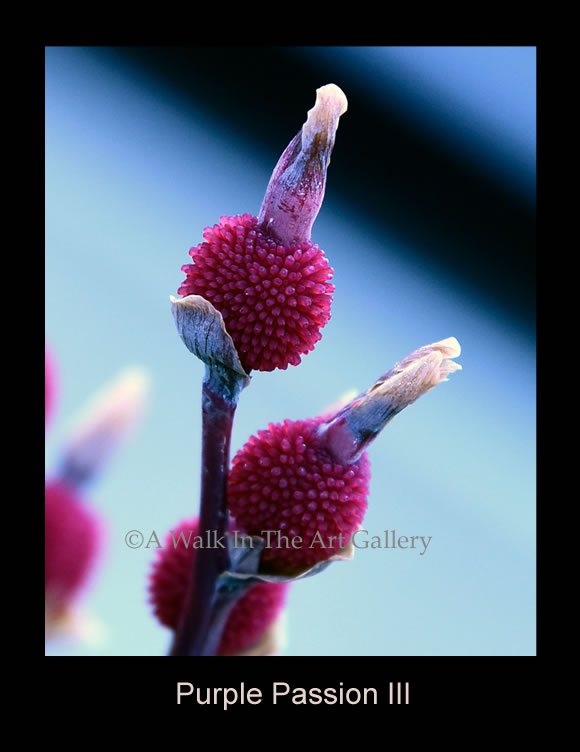 Purple Passion III